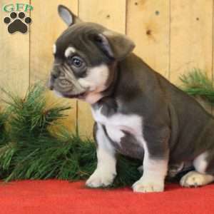 Cupid, Frenchton Puppy